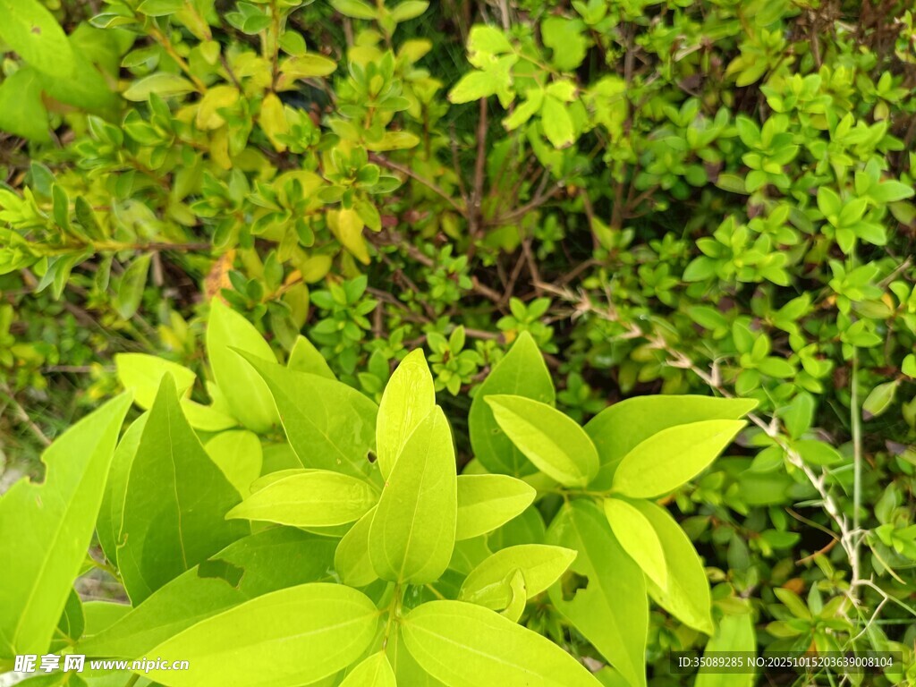 翠绿繁茂的野外植物景观