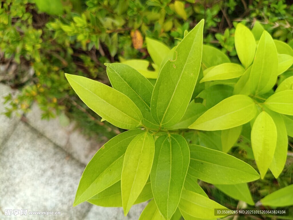 嫩绿叶片生机盎然