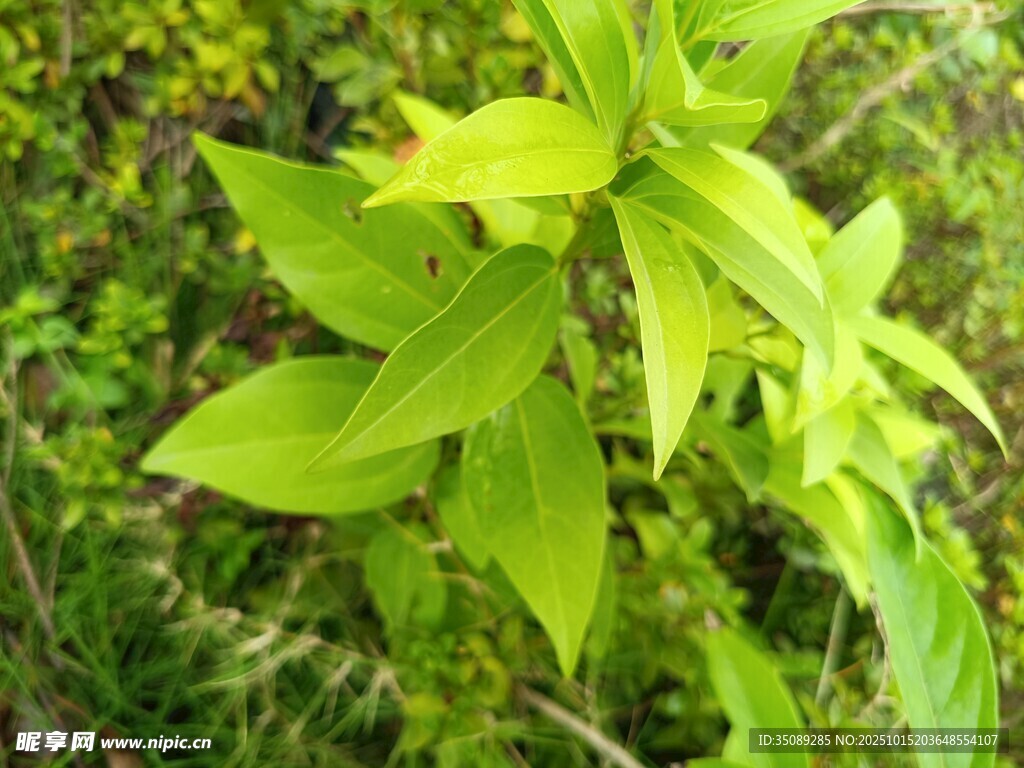 嫩绿叶片清新自然植物