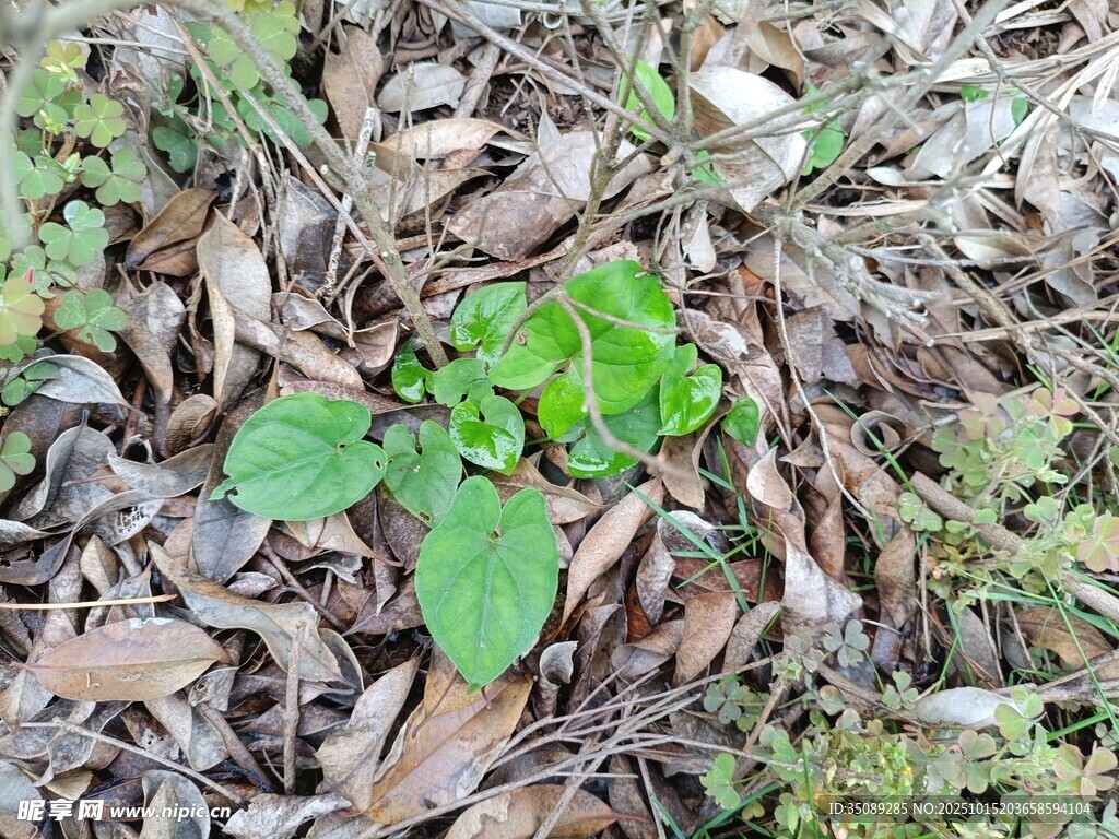 地面上的嫩绿植物