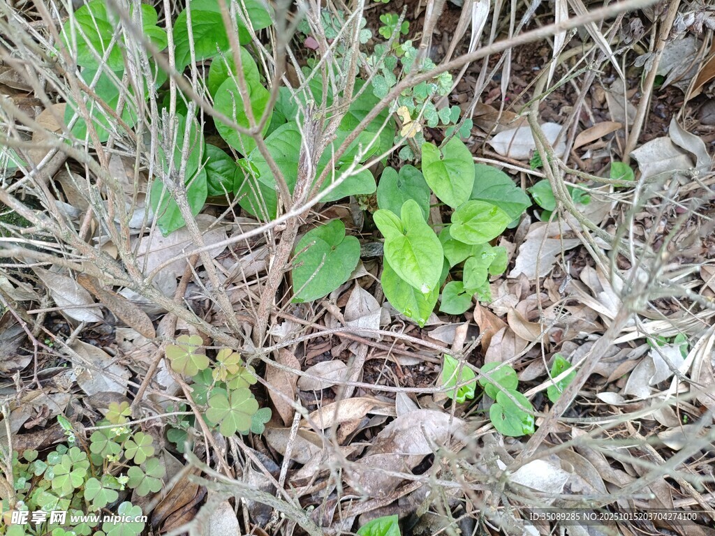 地面新生绿植