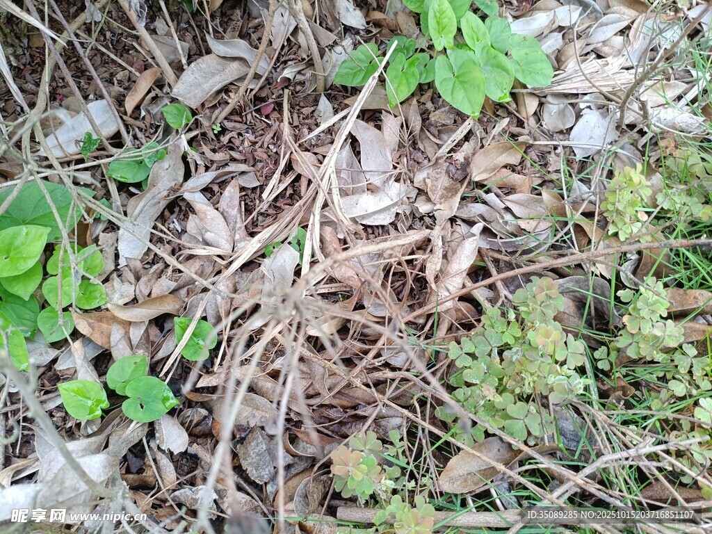 地面上的绿植与枯枝