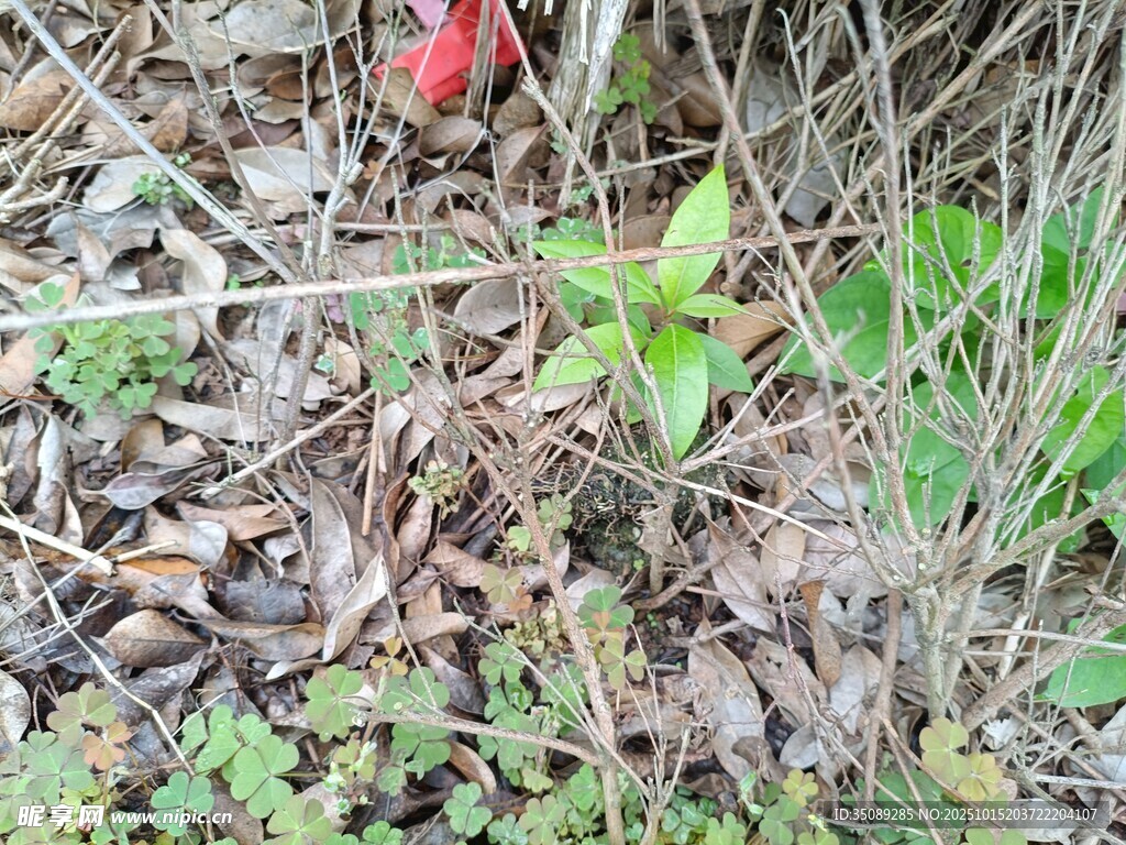 地面上的绿植与枯叶