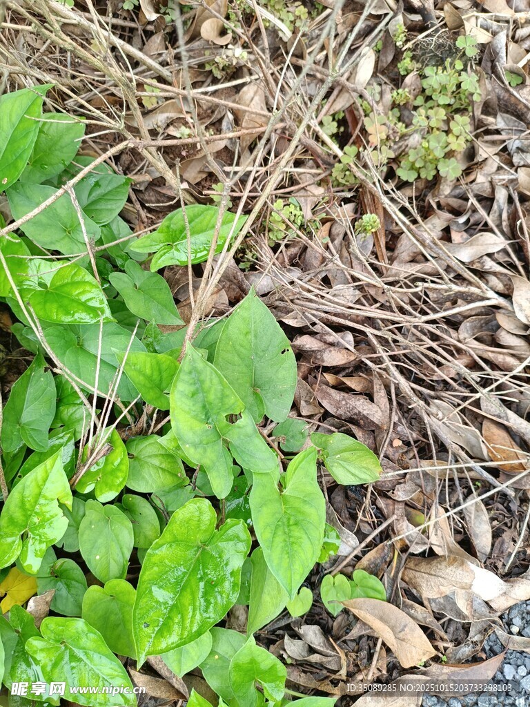 地面上的嫩绿植物与枯叶