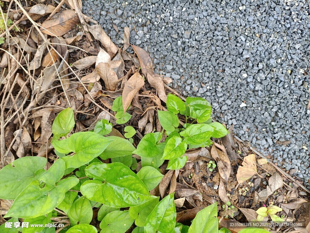 路边嫩绿植物与落叶相伴