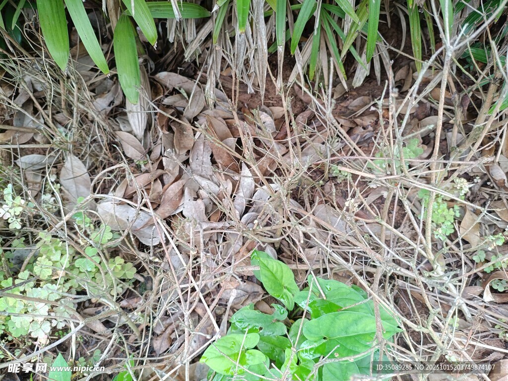 草丛中的枯叶与绿植