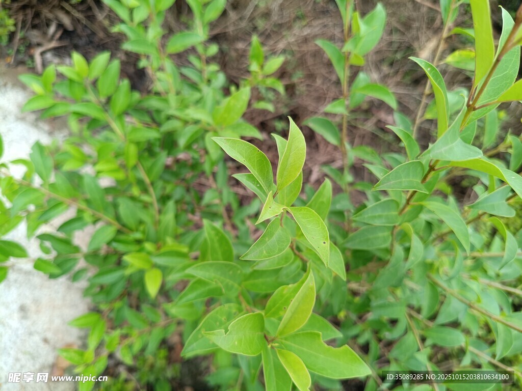 绿叶繁茂的植物景观