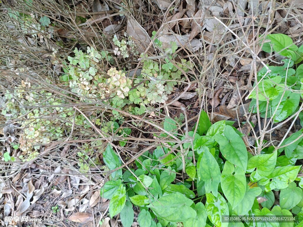 地面绿植与杂乱根茎景象