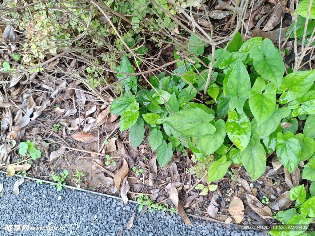路边生长的嫩绿植物