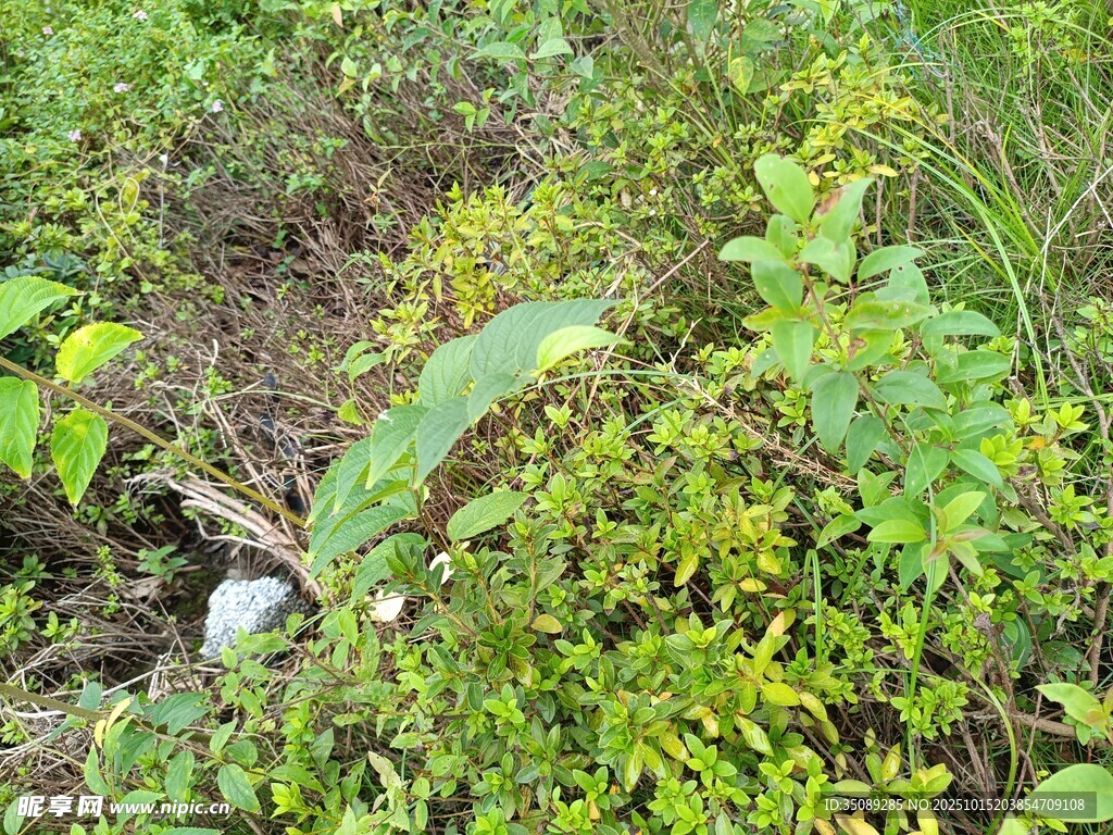 林间繁茂绿植与蘑菇