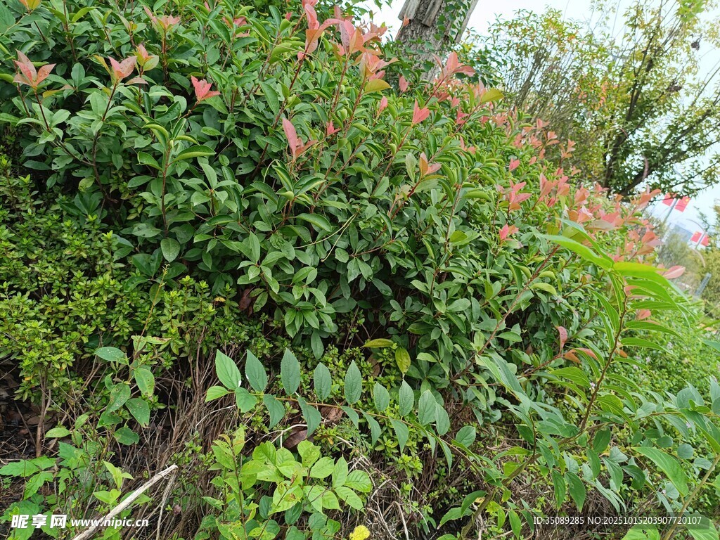 繁茂绿植景观