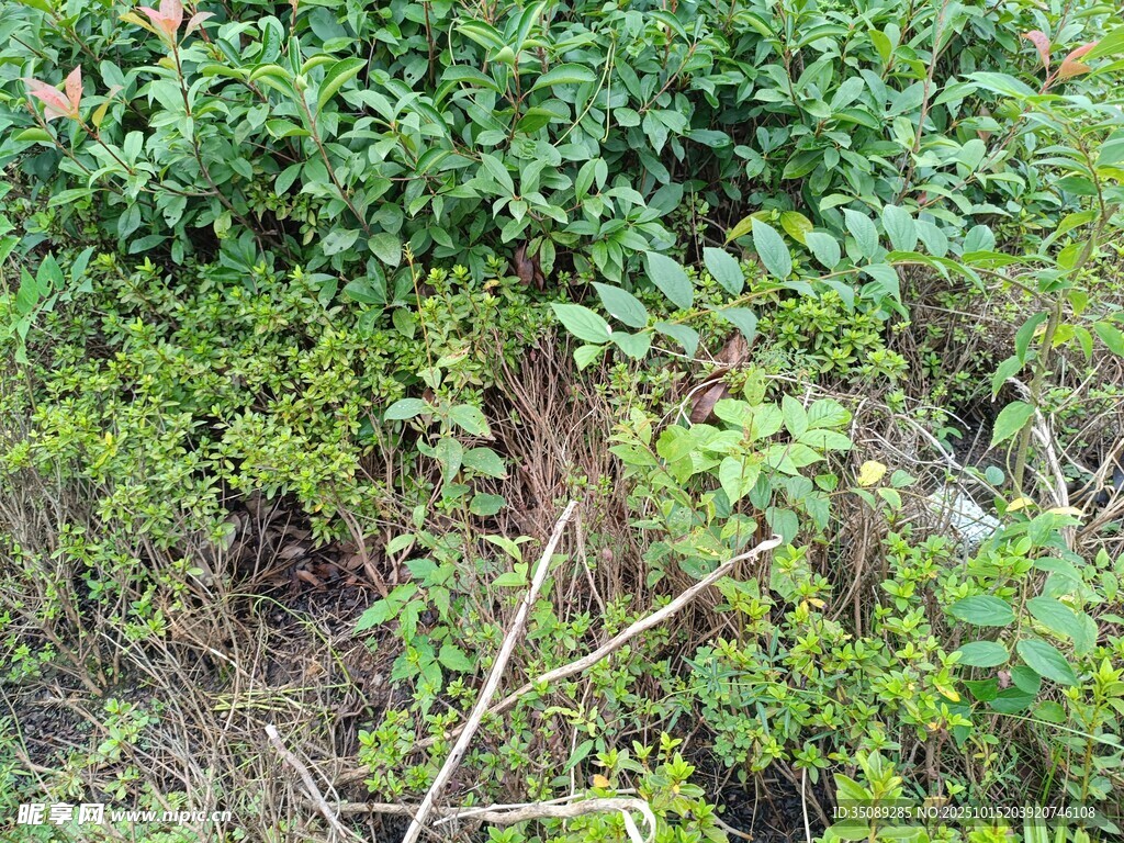 地面绿植与繁茂枝叶景象