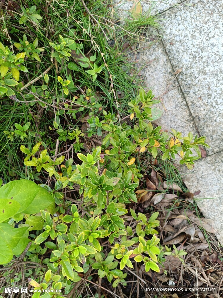 路边翠绿植物生机盎然