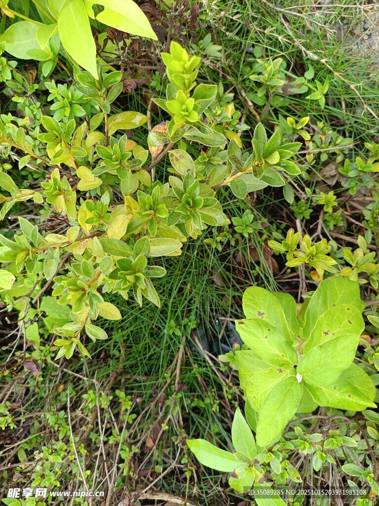 绿叶丛中的蓝莓植株