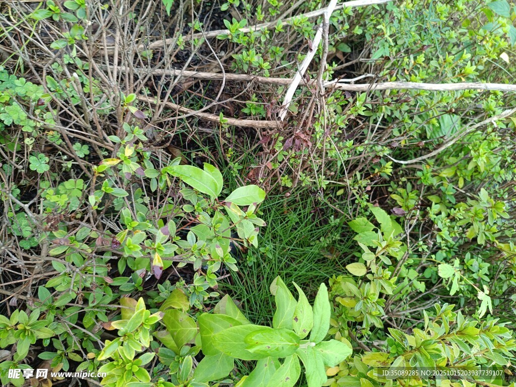 野外繁茂绿植与破旧围栏