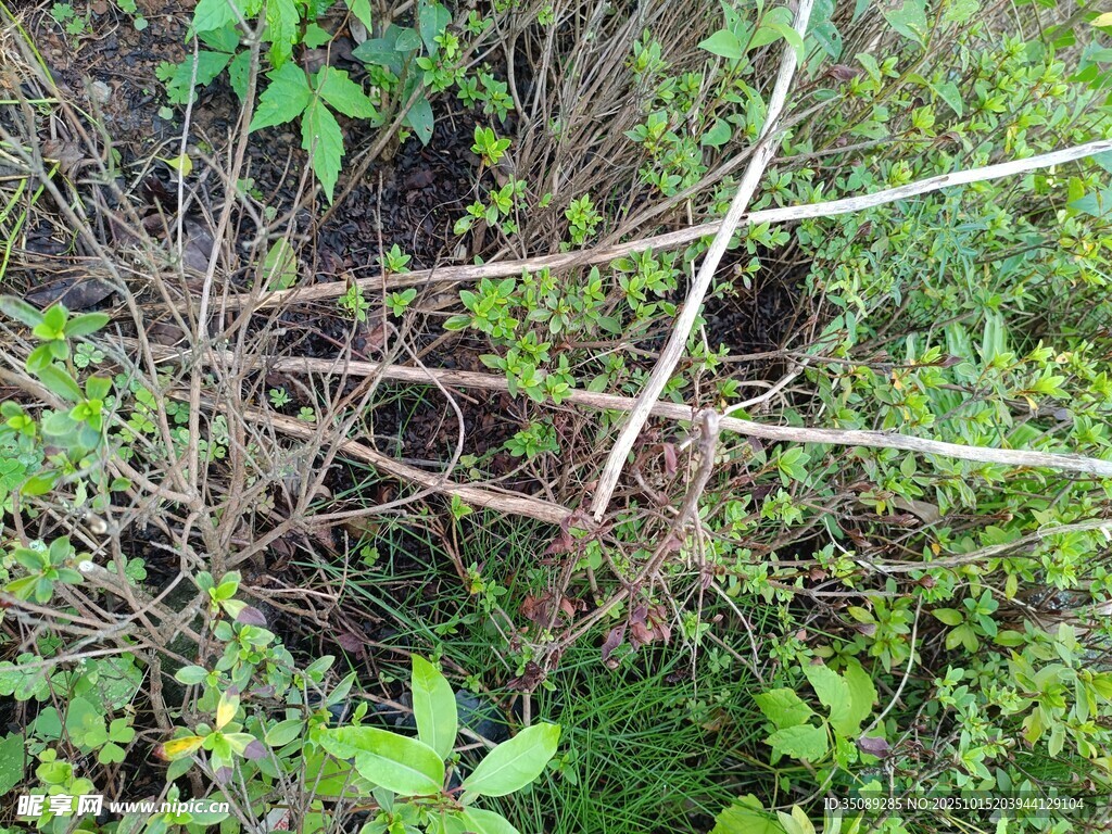 野外杂乱丛生的植物景象