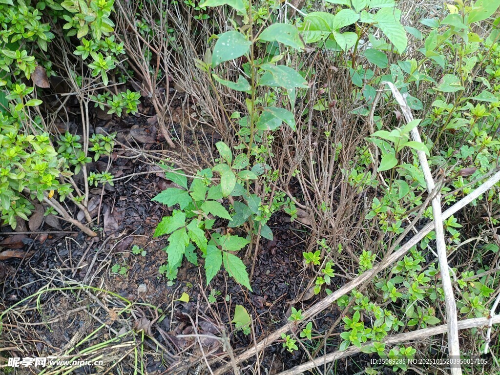 野外丛生的绿色植物