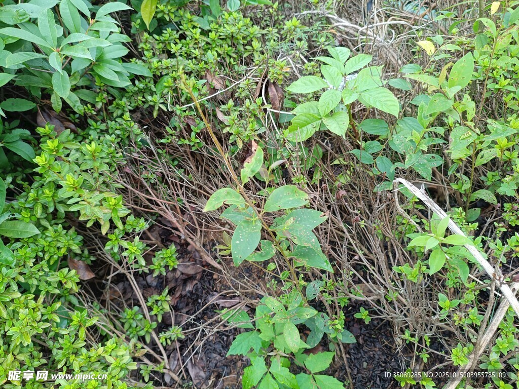 野外繁茂的绿色植物景观