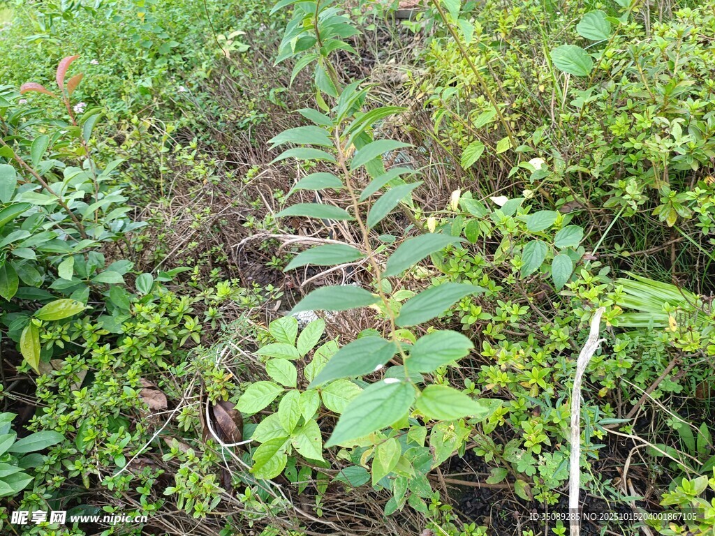 野外生长的绿色植物
