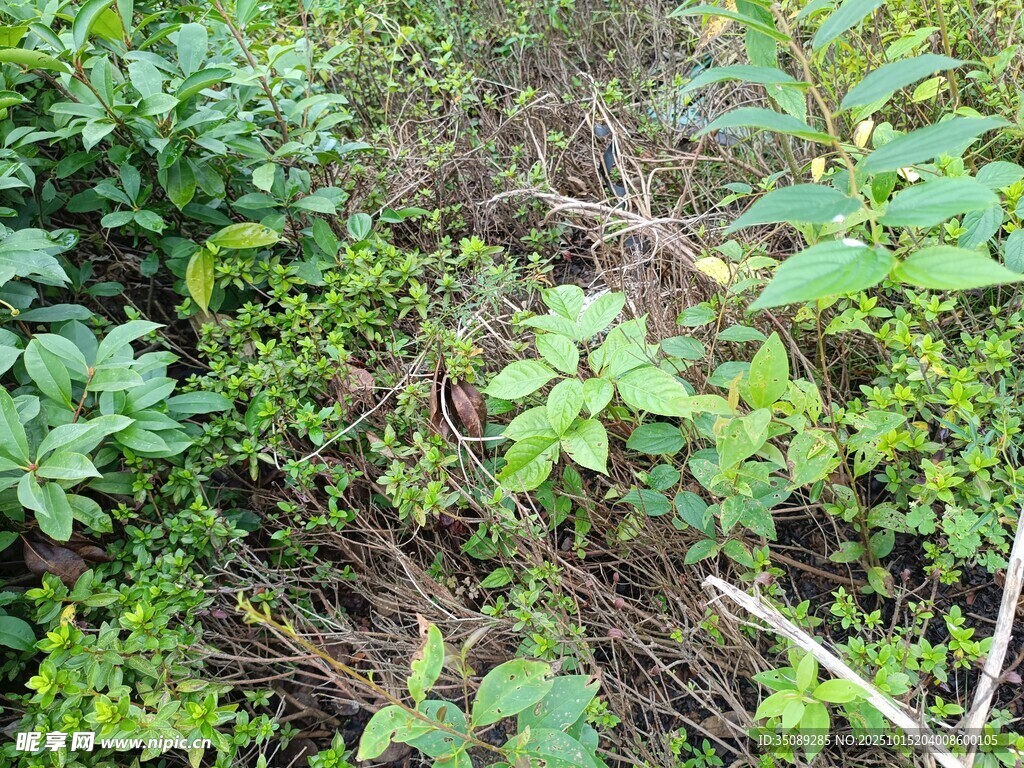 野外繁茂的绿色植物景观