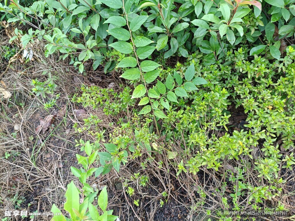 地面丛生的绿色植物