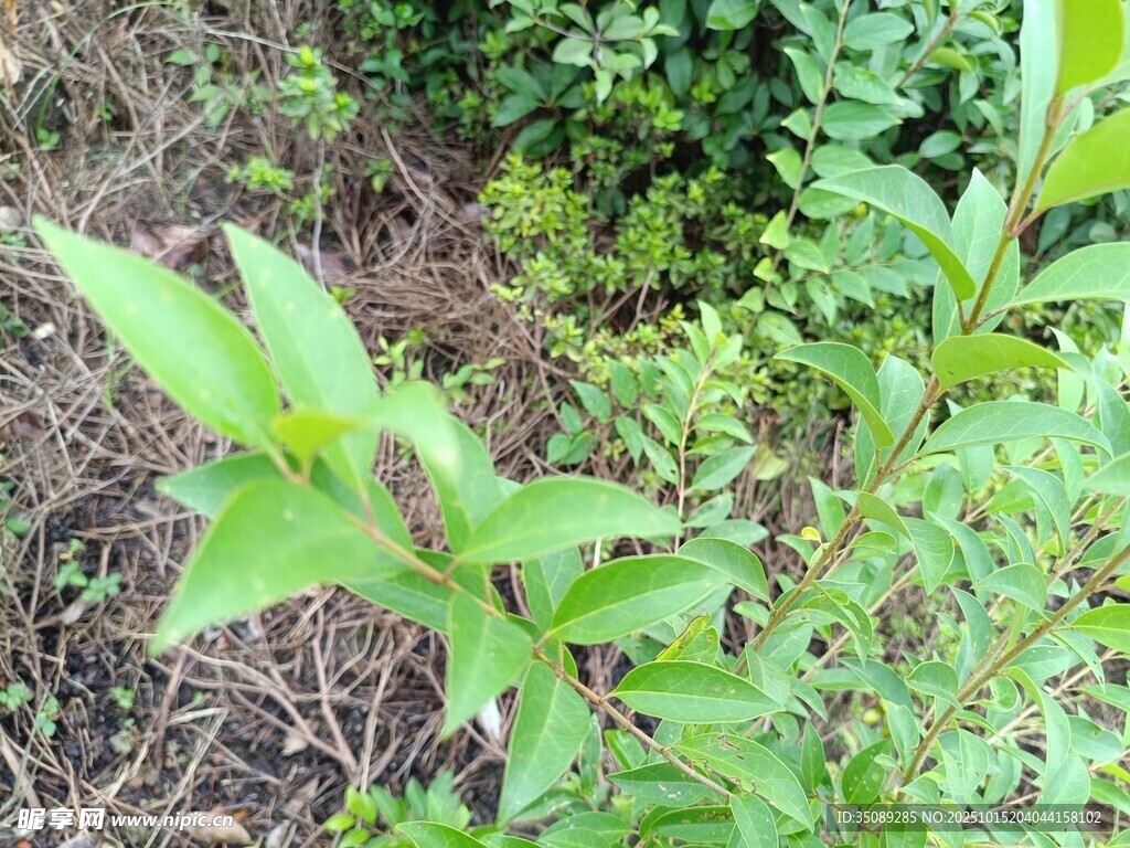 绿叶植物特写