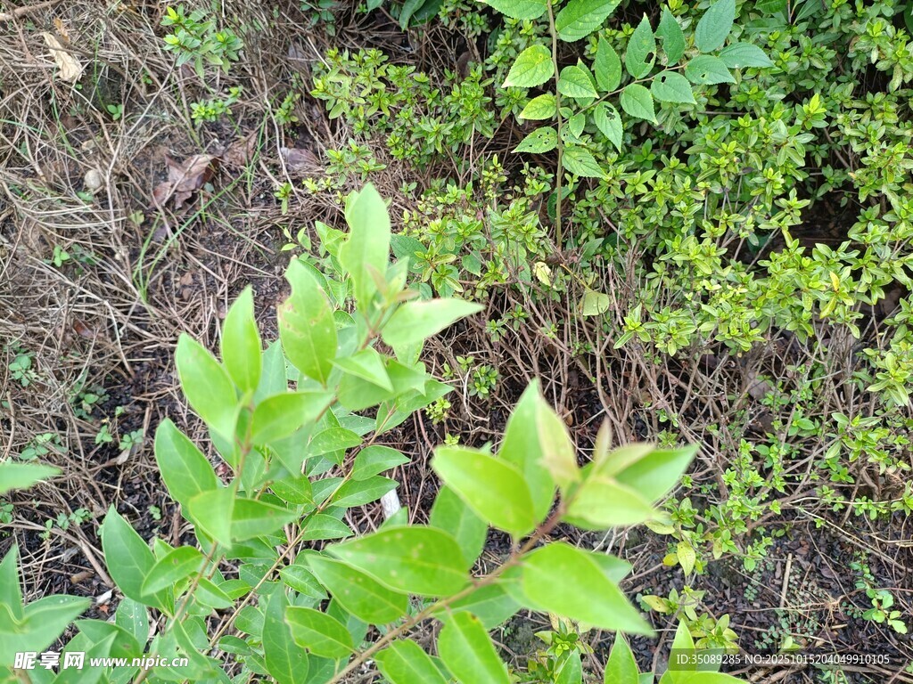地面上的嫩绿植物