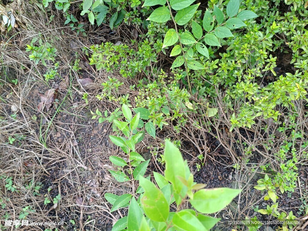 野外绿植与杂草景象
