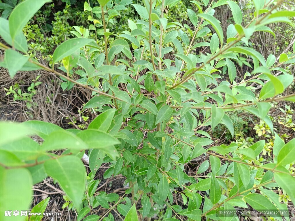 野外绿色植物景象