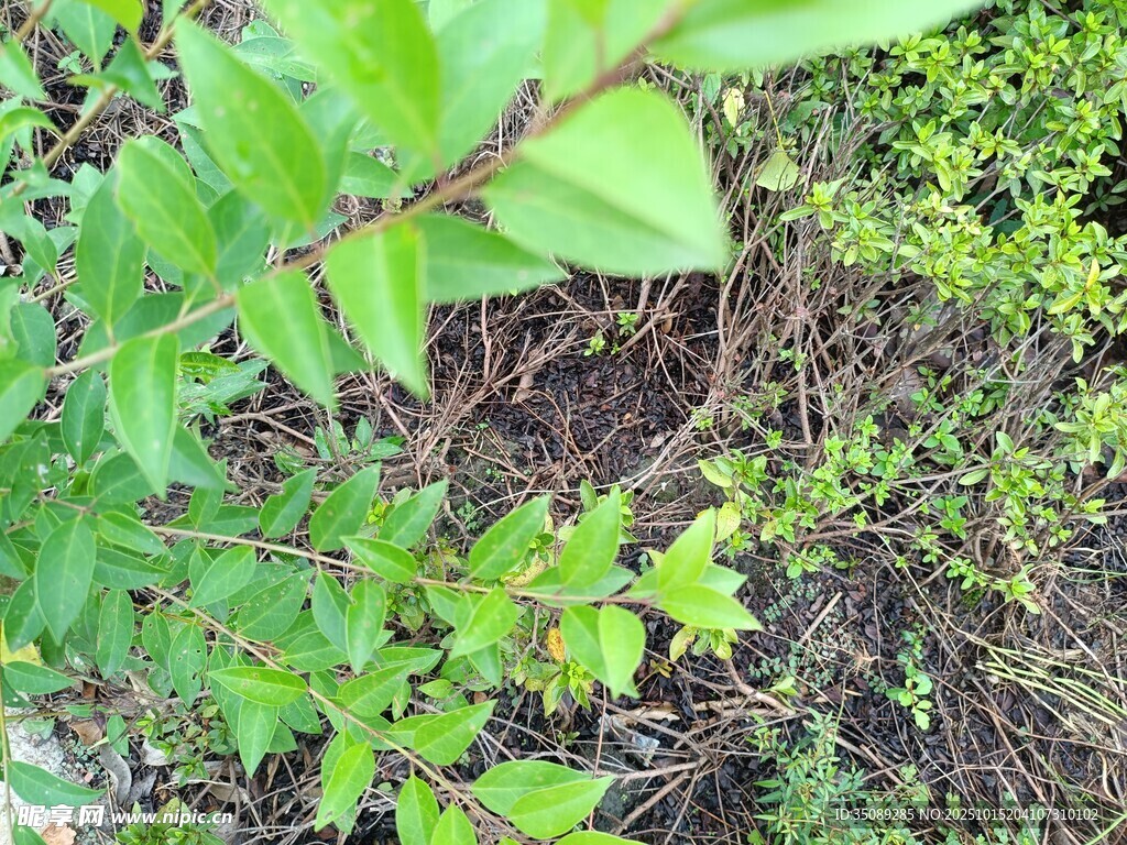 绿叶繁茂的地面植物景观