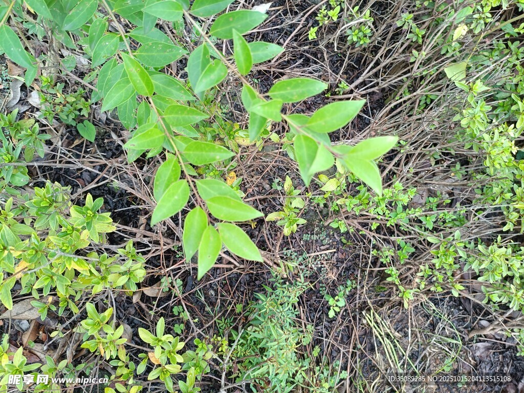 嫩绿植物生长于土地间