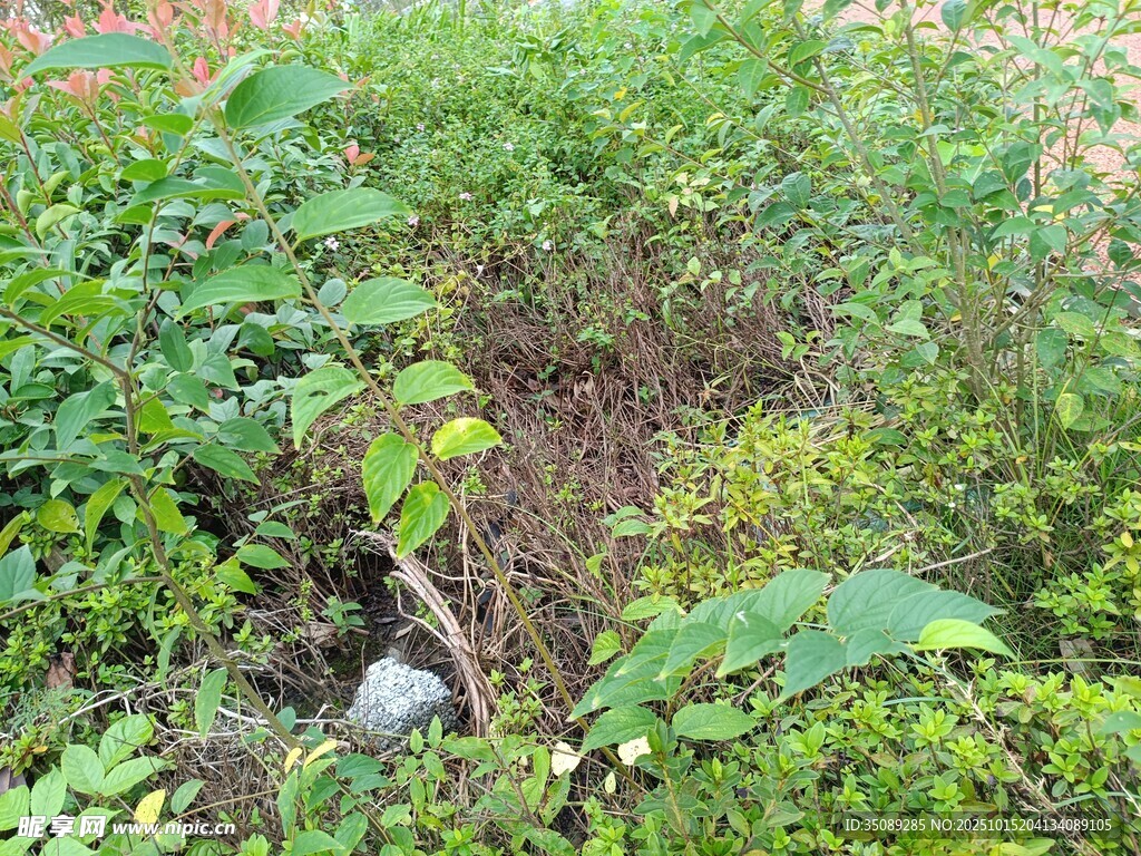 野外繁茂绿植景象