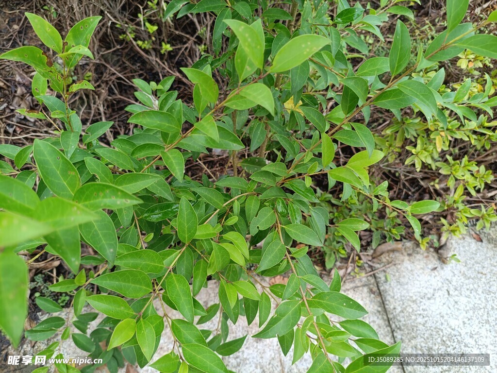 绿叶繁茂的地面植物