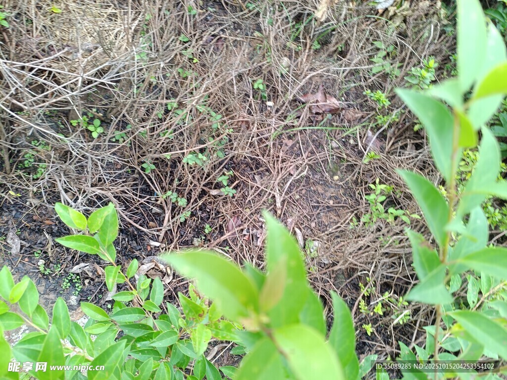 地面绿植与杂草景象