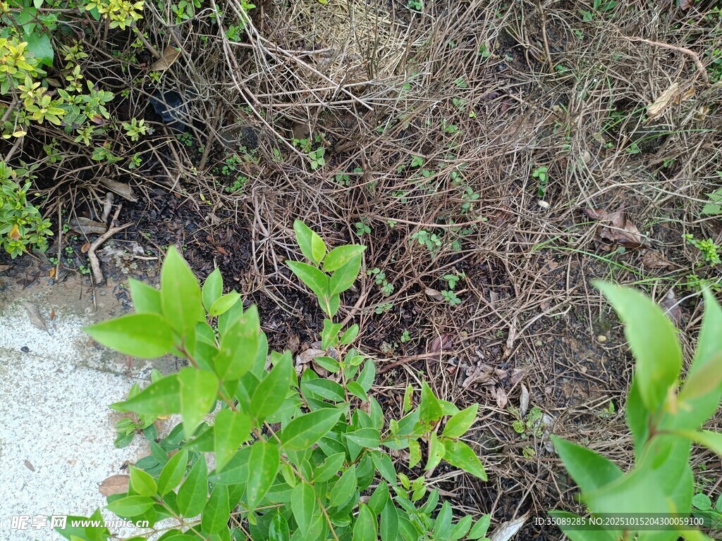 地面绿植与杂草景象