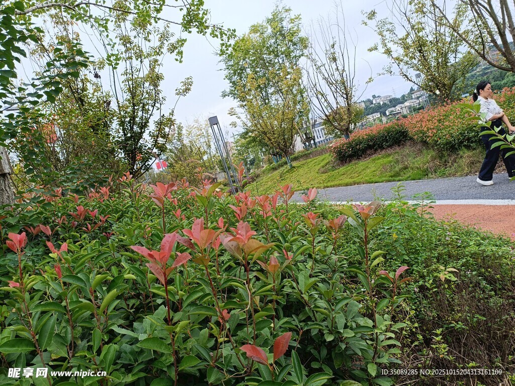 城市中繁花盛开的步道