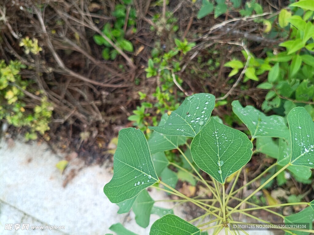 绿叶植物近景