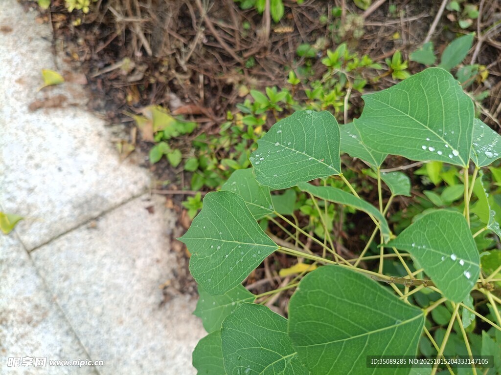 路边生长的翠绿植物