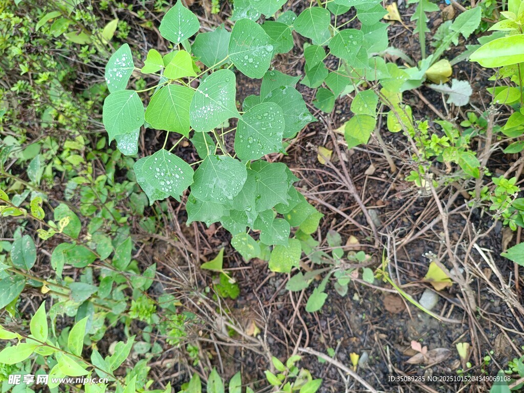地面生长的绿色植物