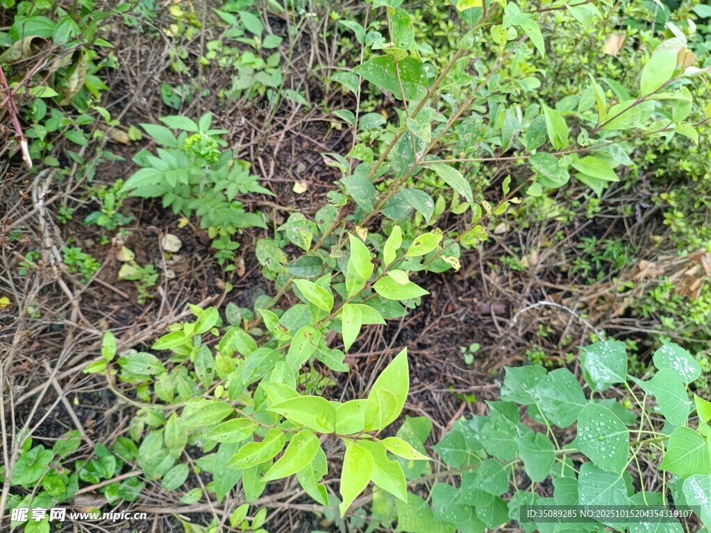 野外嫩绿植物景象