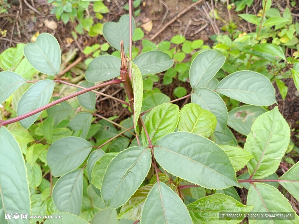 绿叶繁茂的田间植物