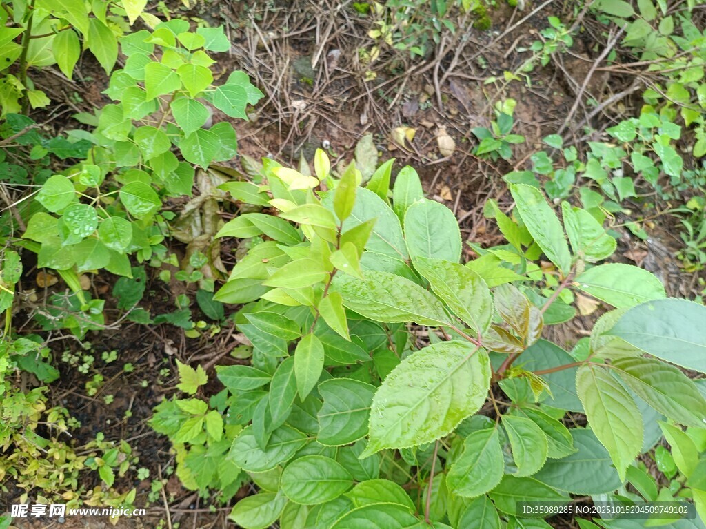 野外绿植景观
