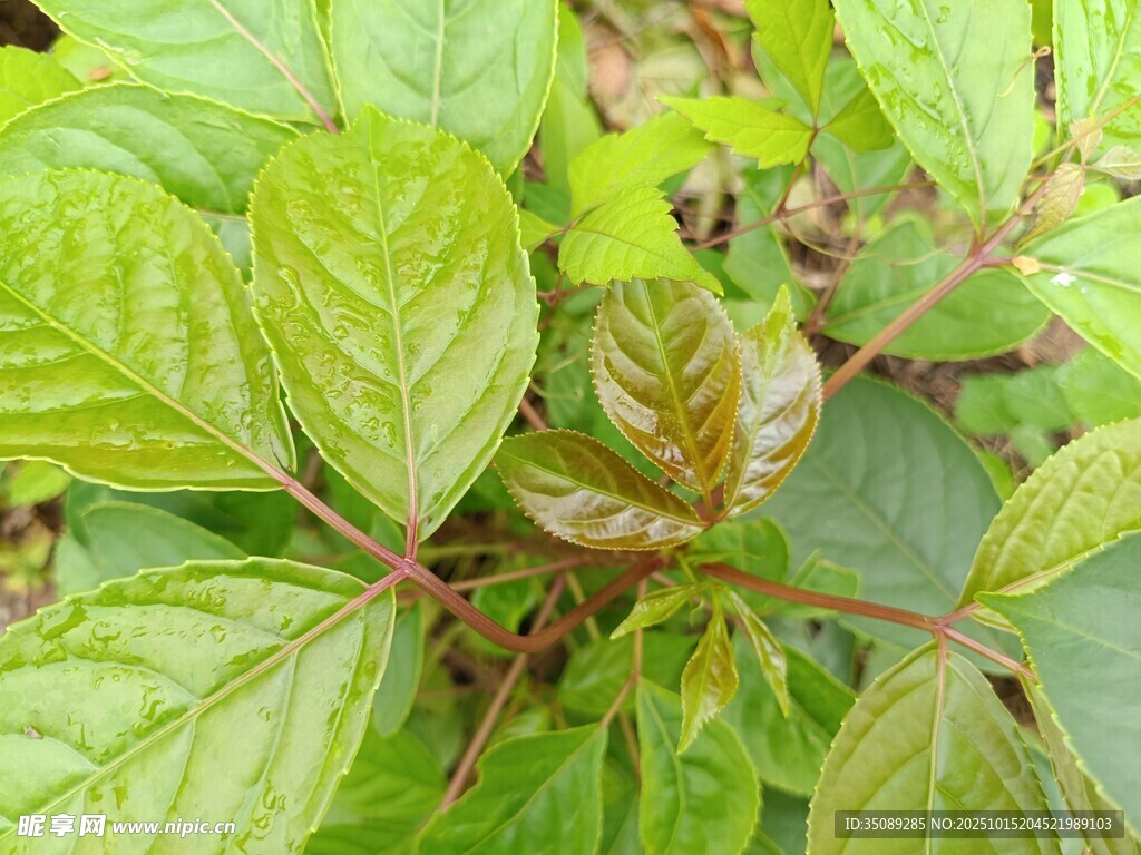 翠绿繁茂的植物叶片特写