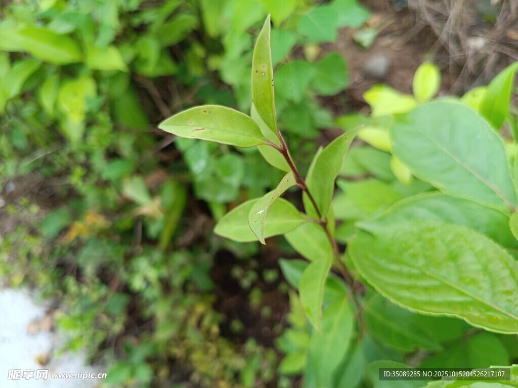 嫩绿枝叶生机盎然