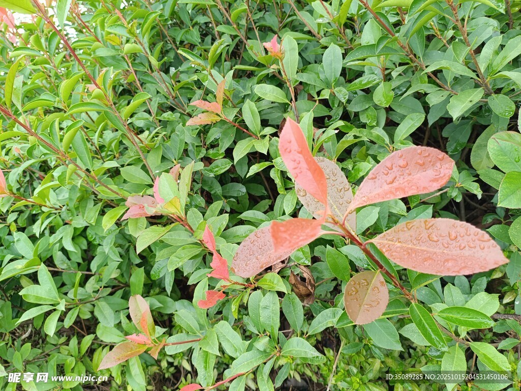 绿叶丛中的红色植物