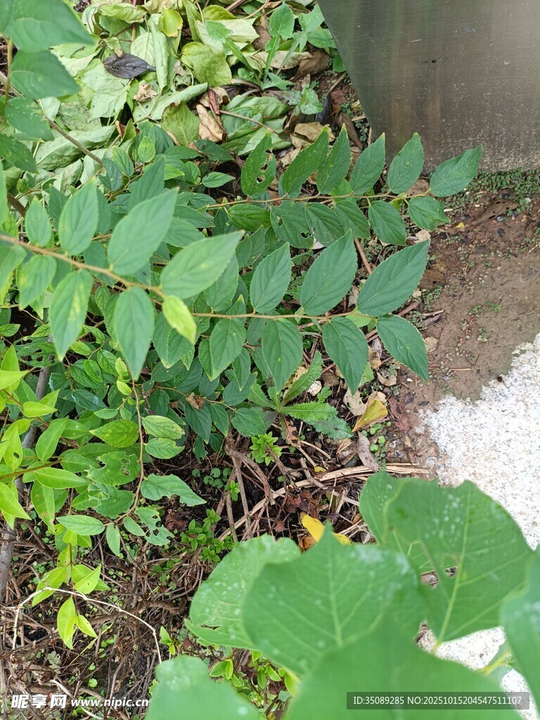 户外绿植景观