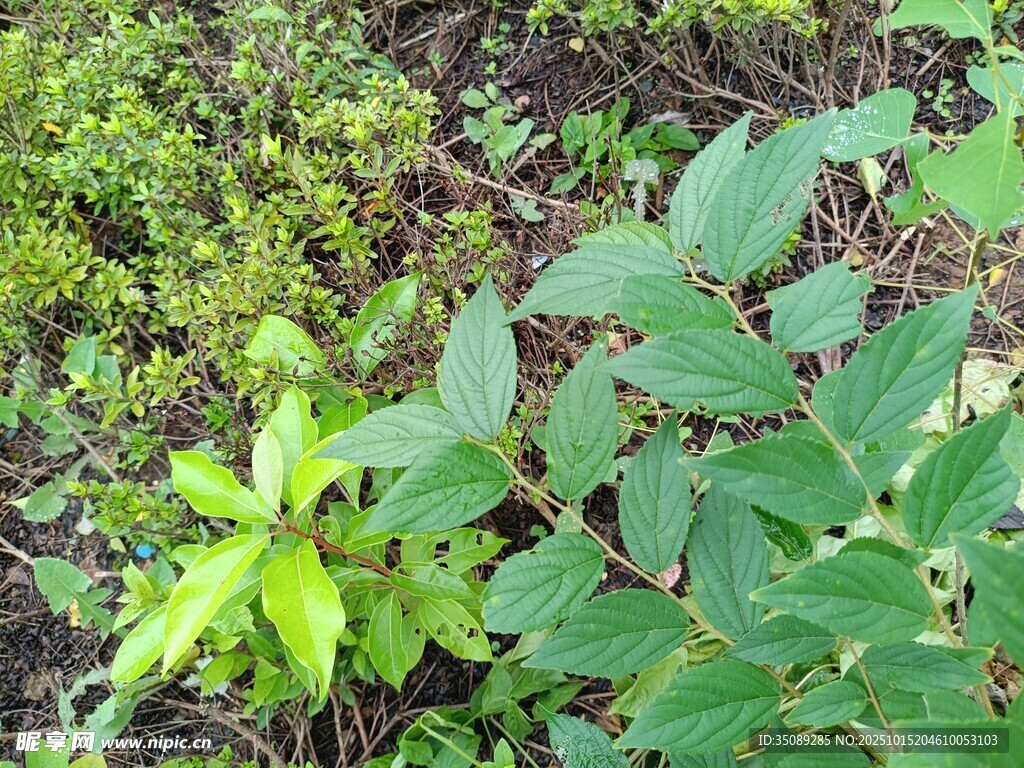 绿叶植物特写