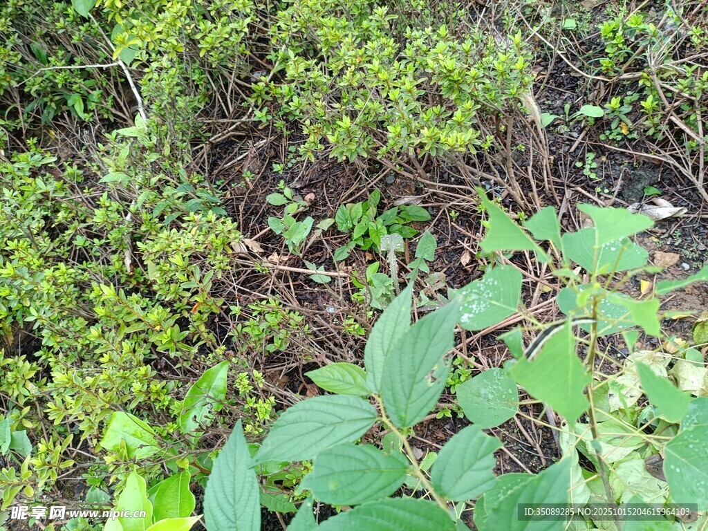 野外繁茂绿植景象