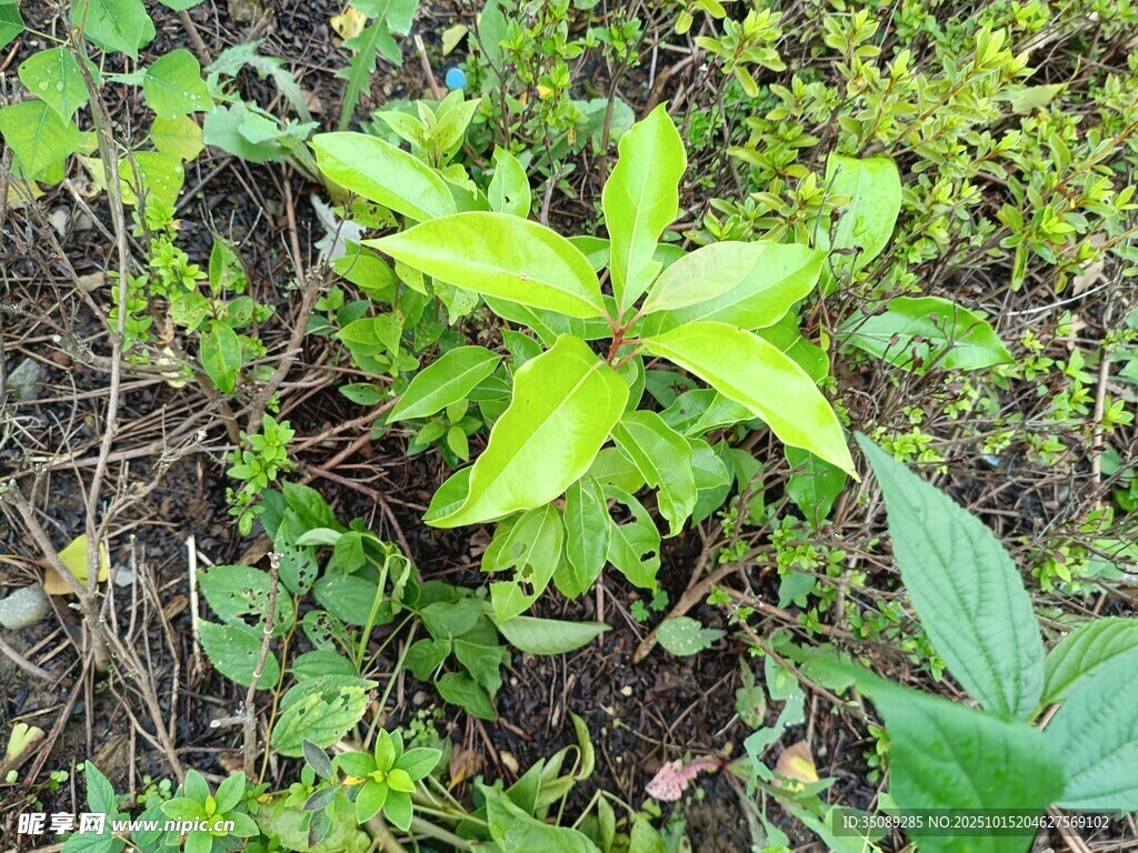 绿叶植物于自然环境中