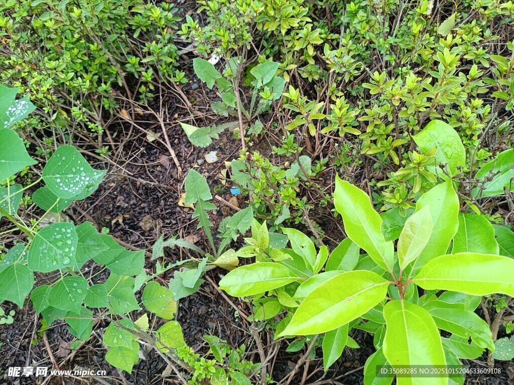 绿叶植物特写